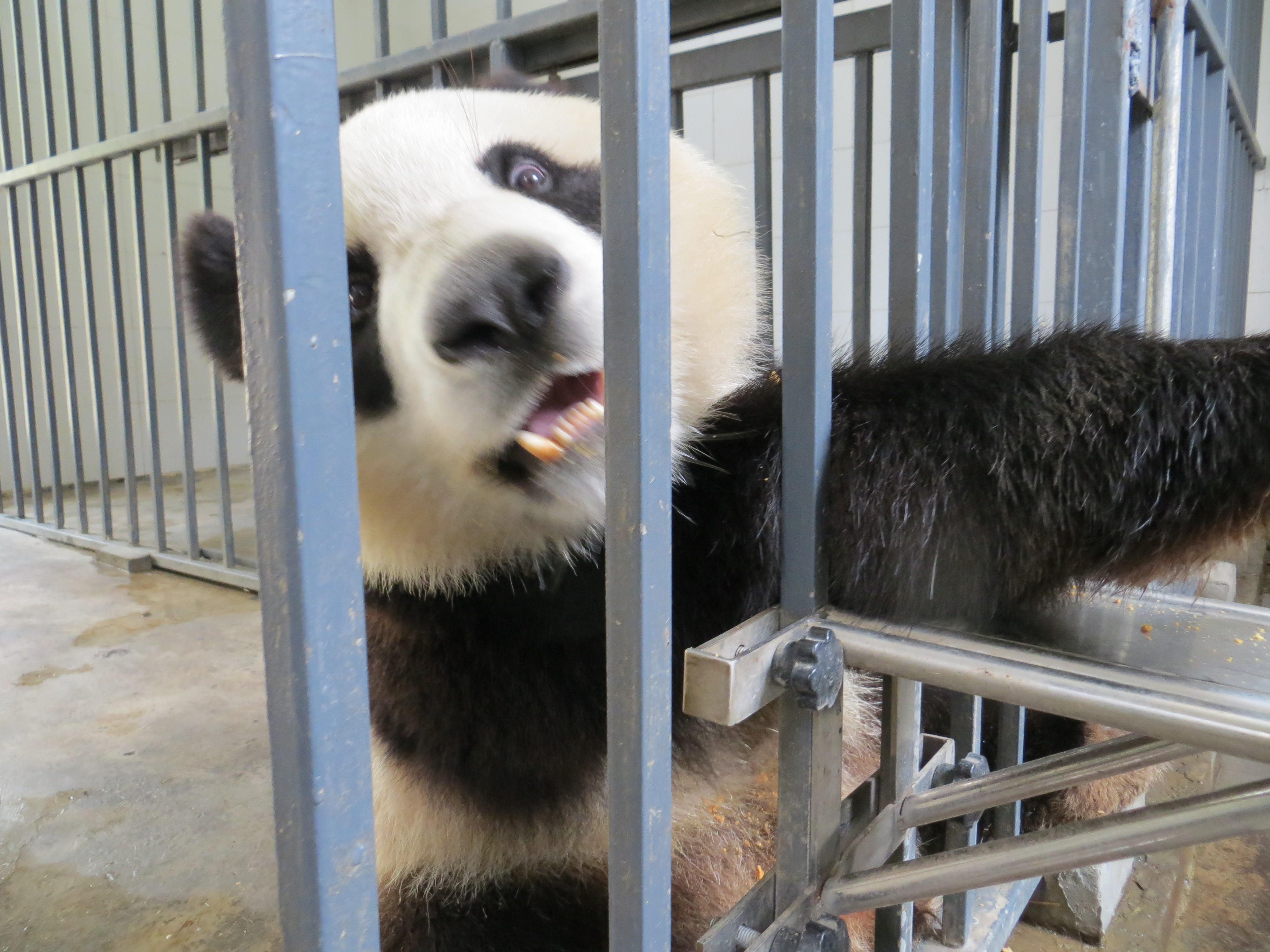 pandas WuWen gets impatient 2016-07-03 009
