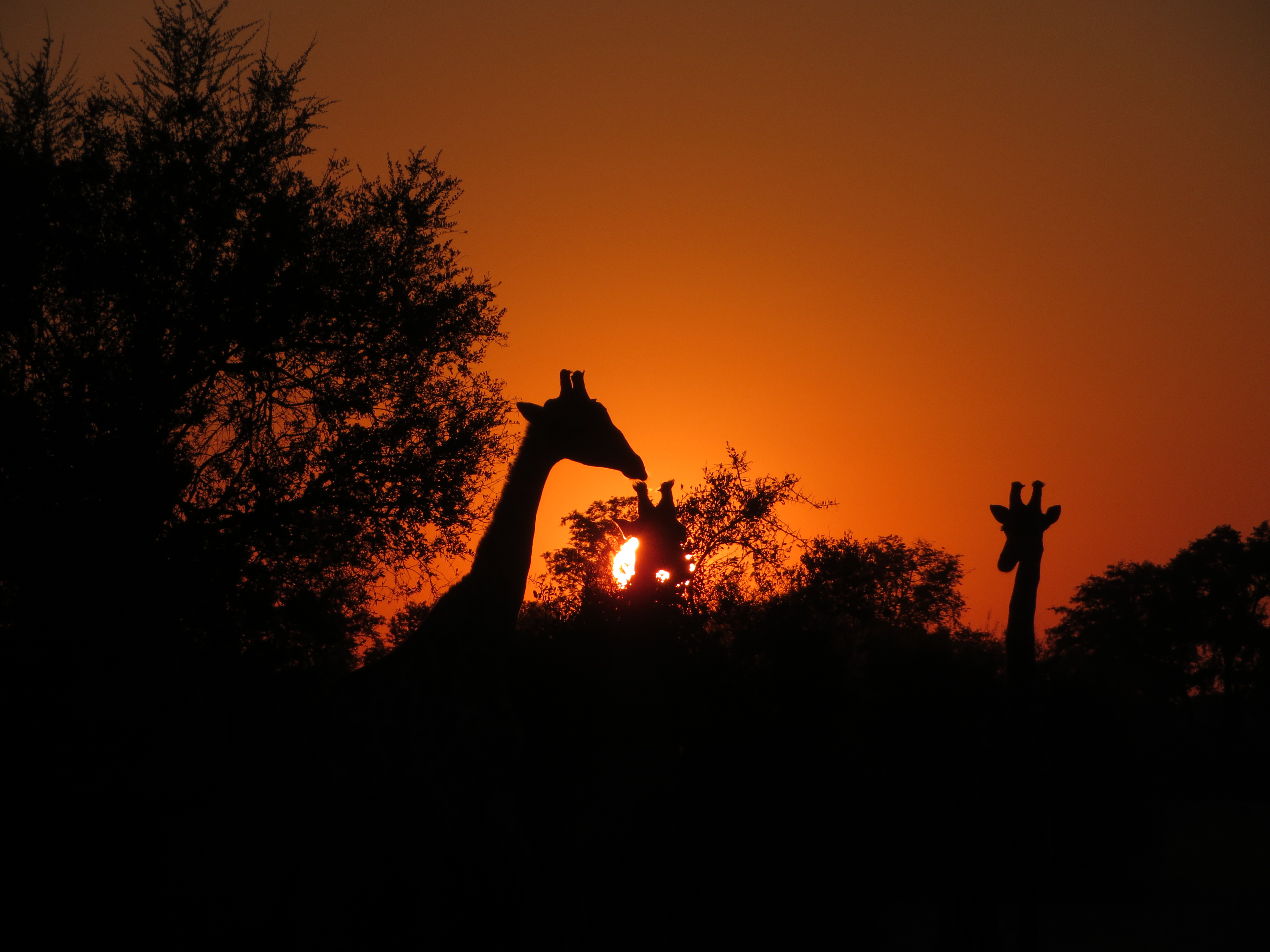 2019 Africa Splash Camp Botswana giraffe