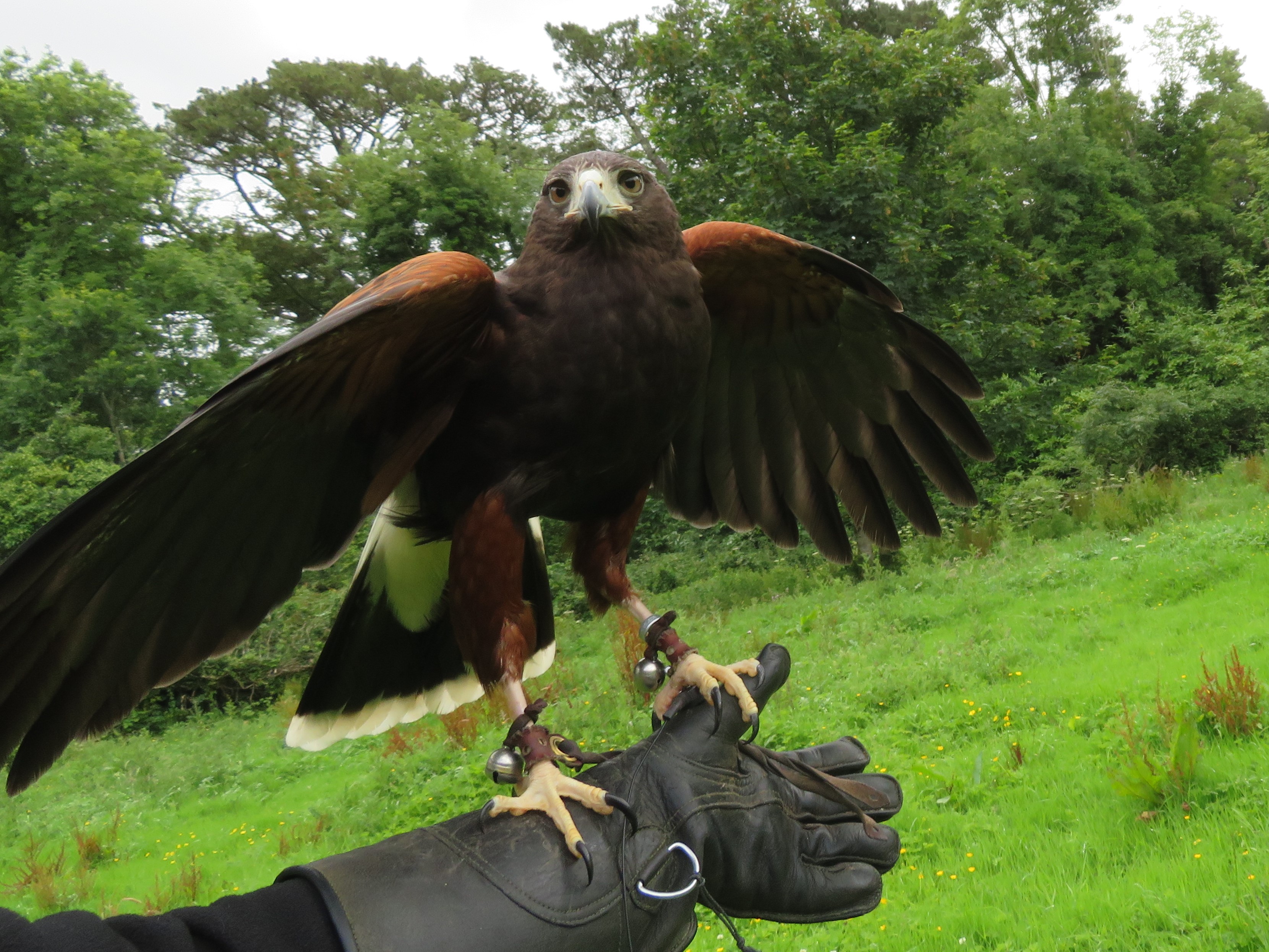 School of Falconry hawk walk Earrach best best 2017-07-11 232