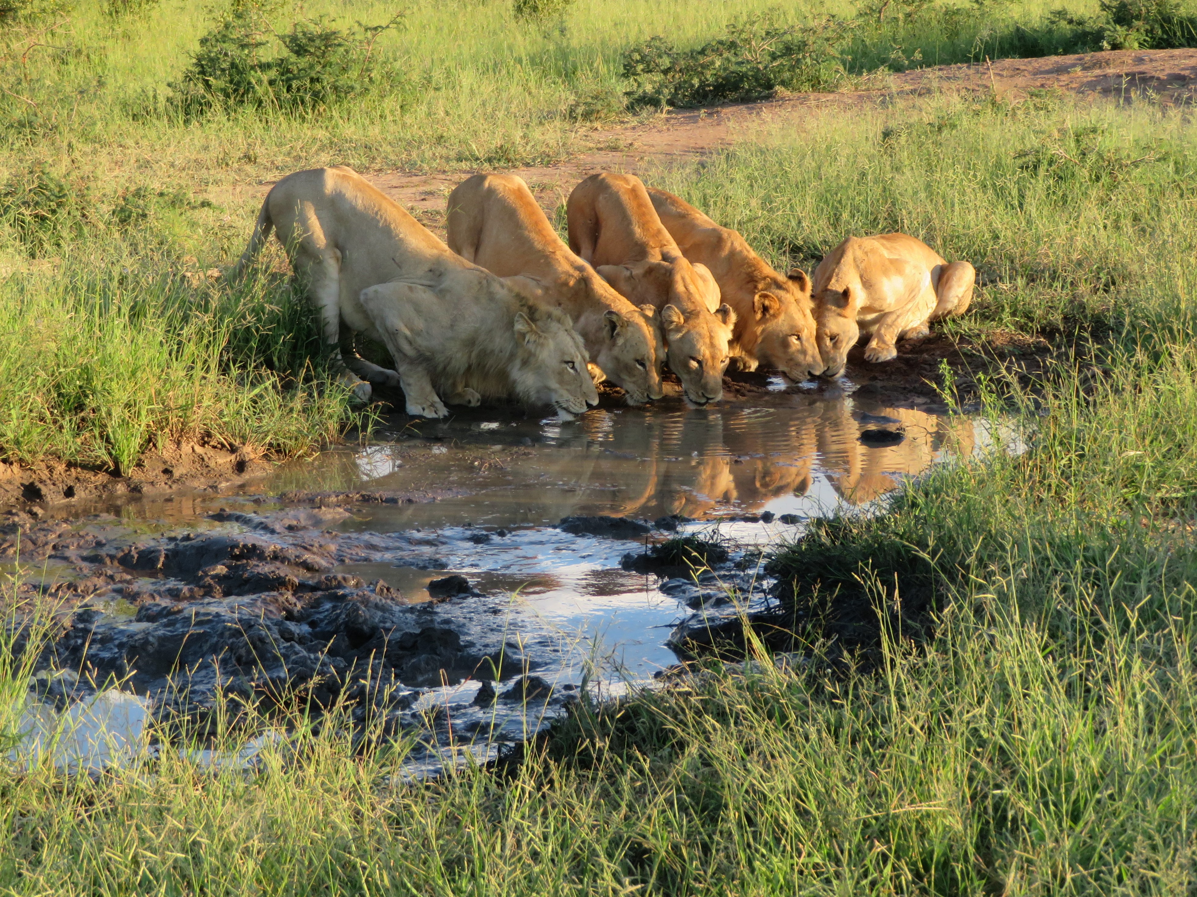 Makanyi lion pride best at waterhole Tim