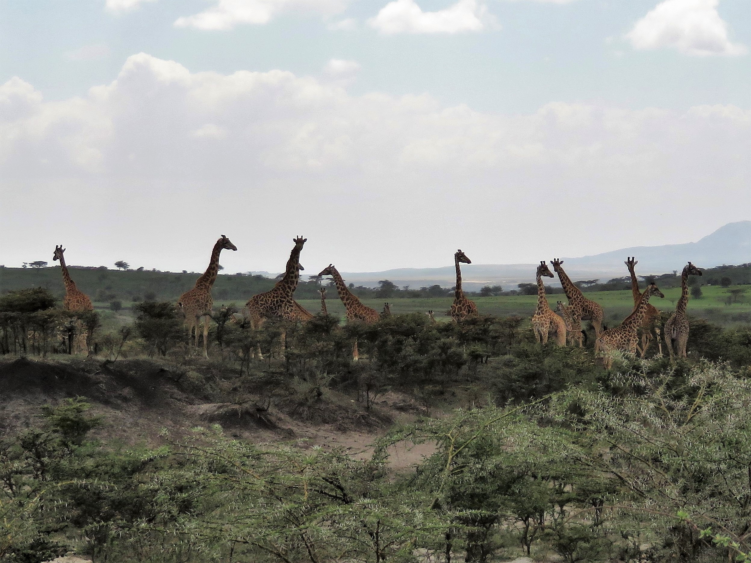 Giraffe valley