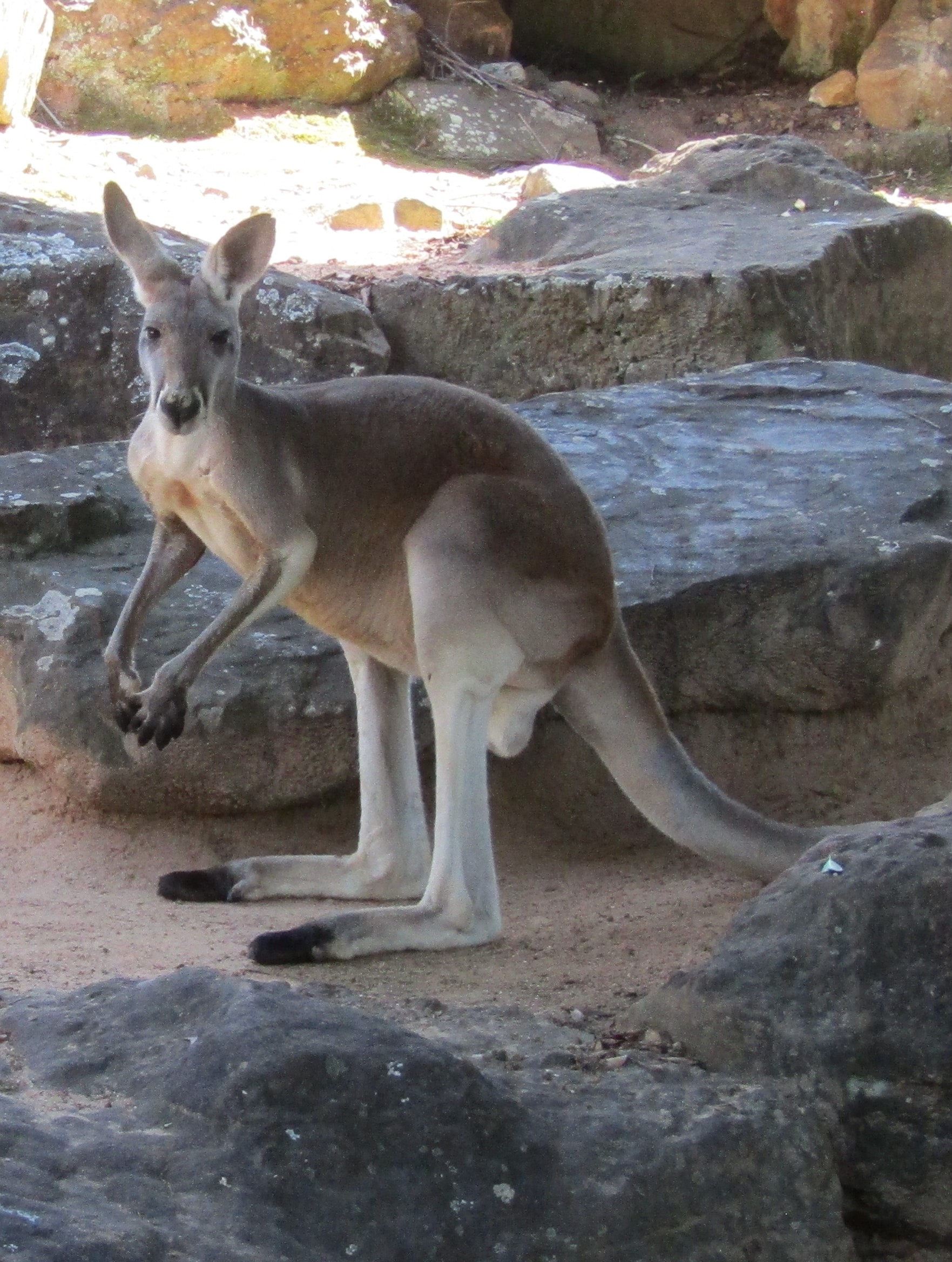 Sydney zoo best kangaroo 2016-12-10 129
