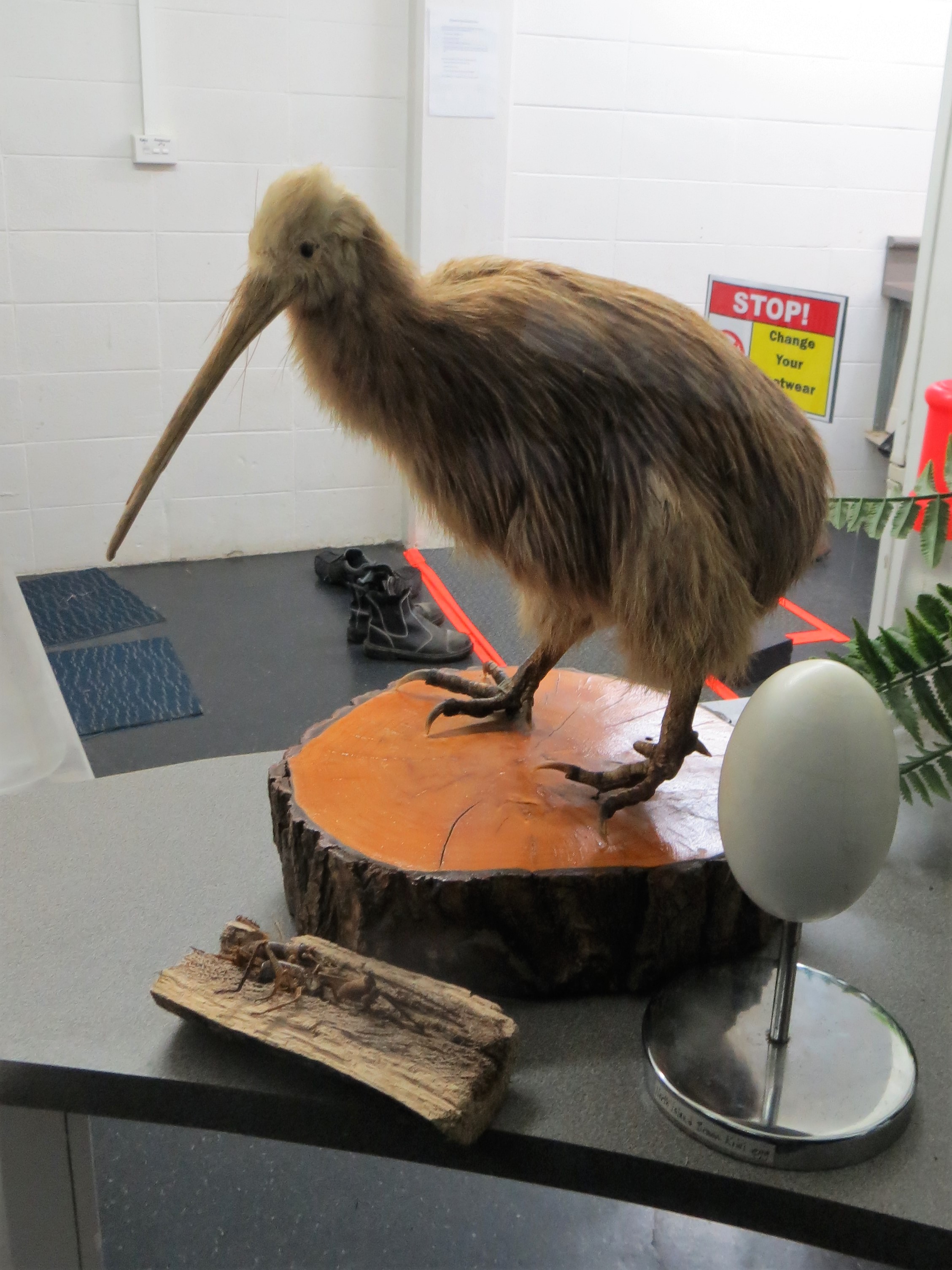 Napier aquarium best kiwi display (we saw 3 live ones)