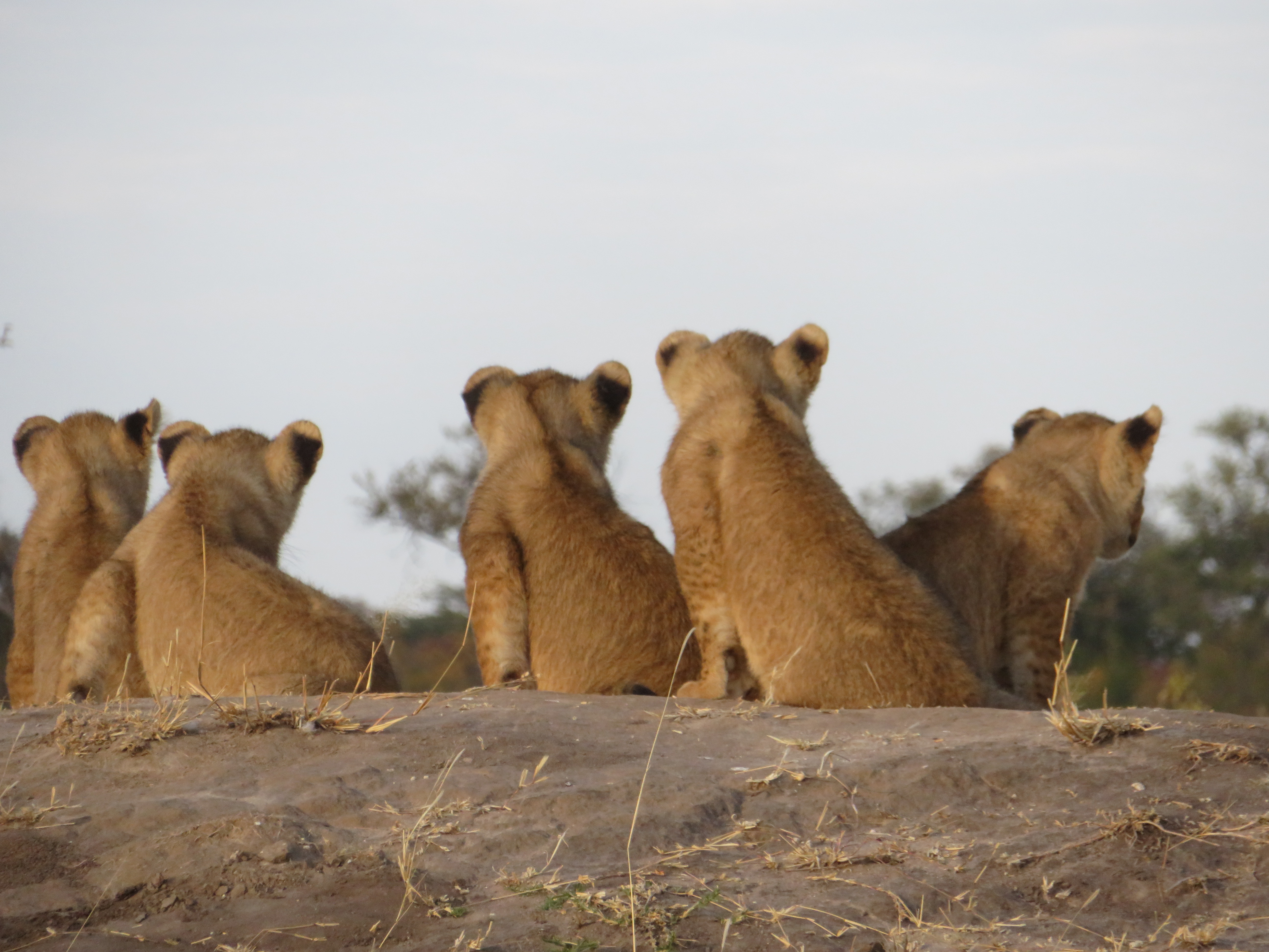 2019 Africa Somalisa Acacia lion cubs IM