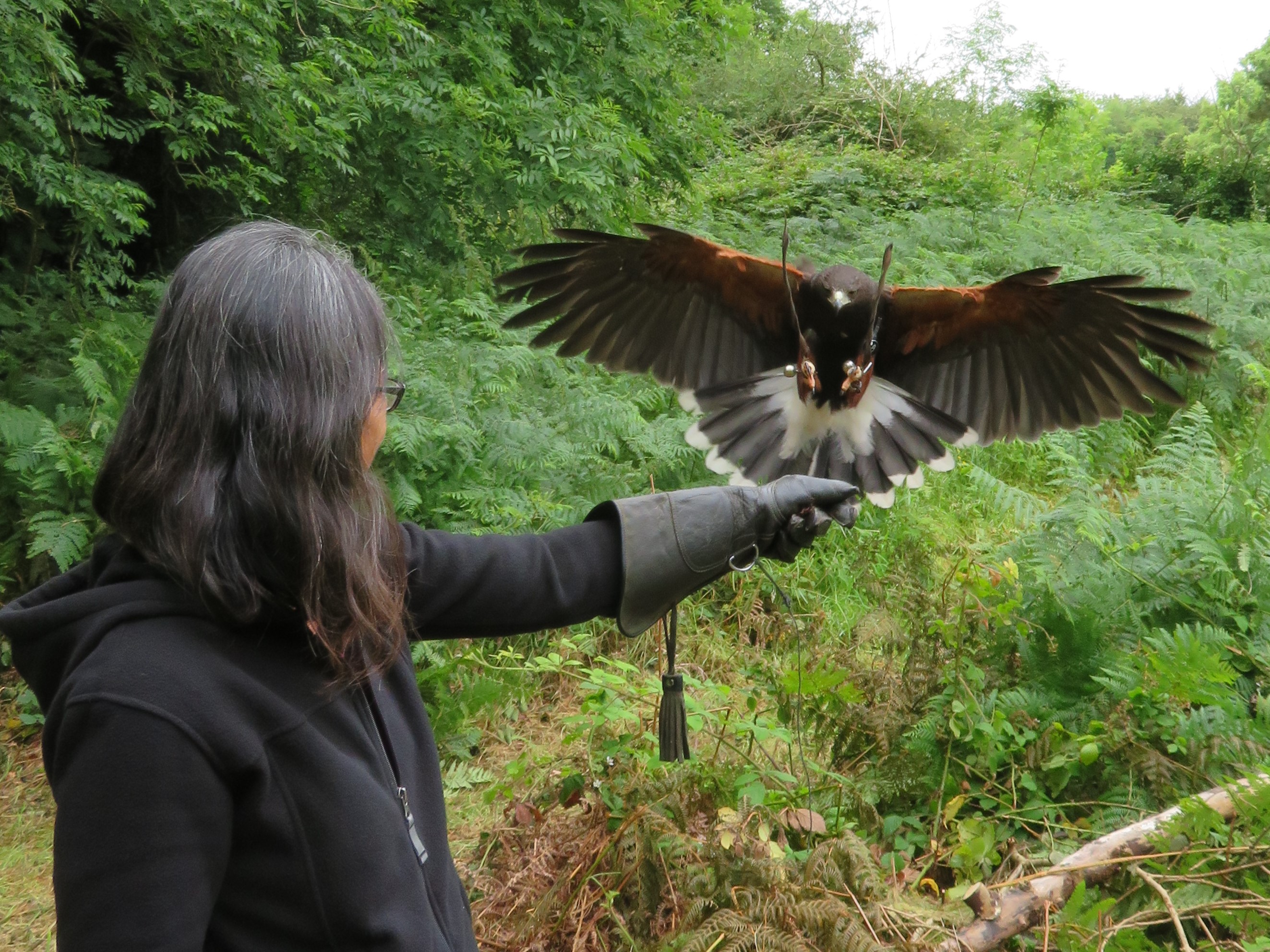 School of Falconry hawk walk best series 2017-07-11 309