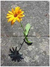  Determination 
