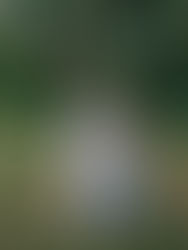 Frances and Ben's summer engagement in Charlotte, North Carolina. 