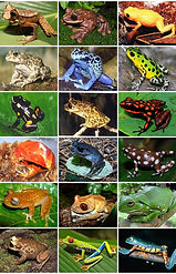 Anura_Diversity.jpg