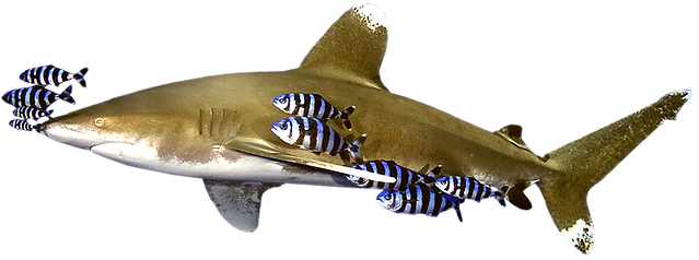 Longimanus.png