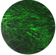 Cell On-Growth Cropped.png
