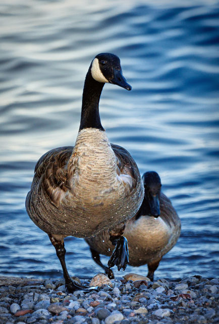 Canadian Goose