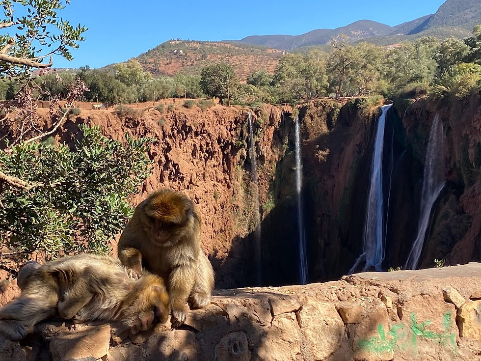 Monkey