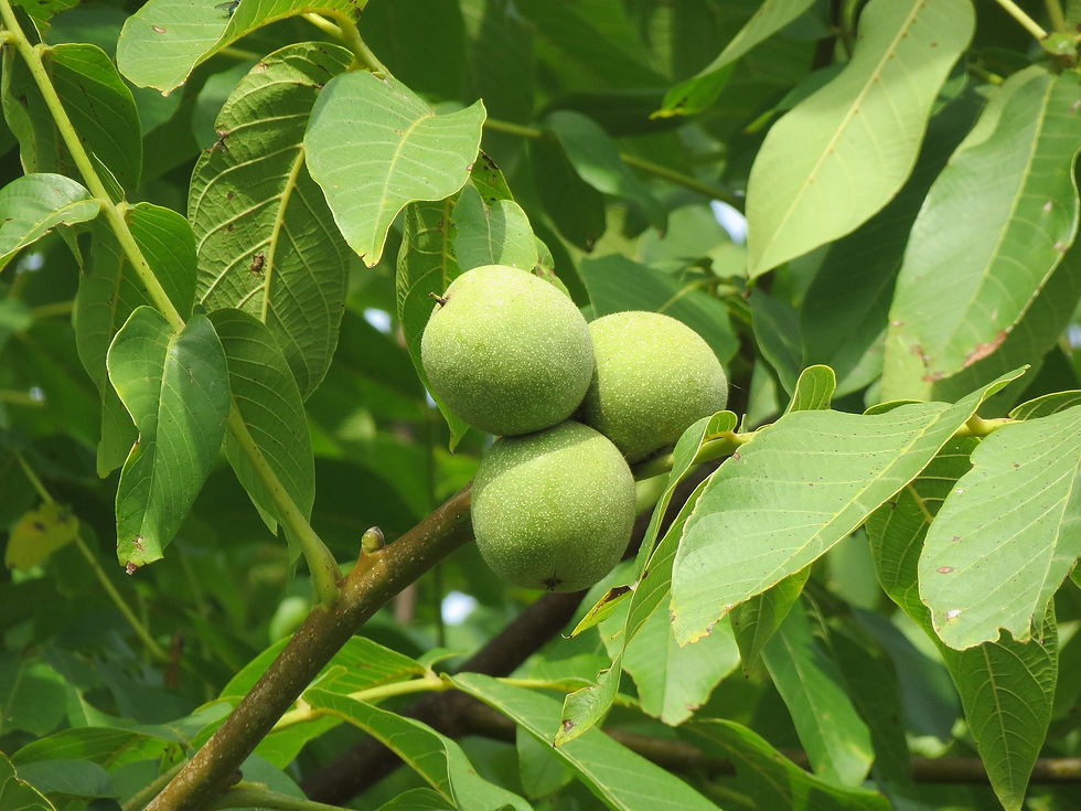NOGAL Walnut