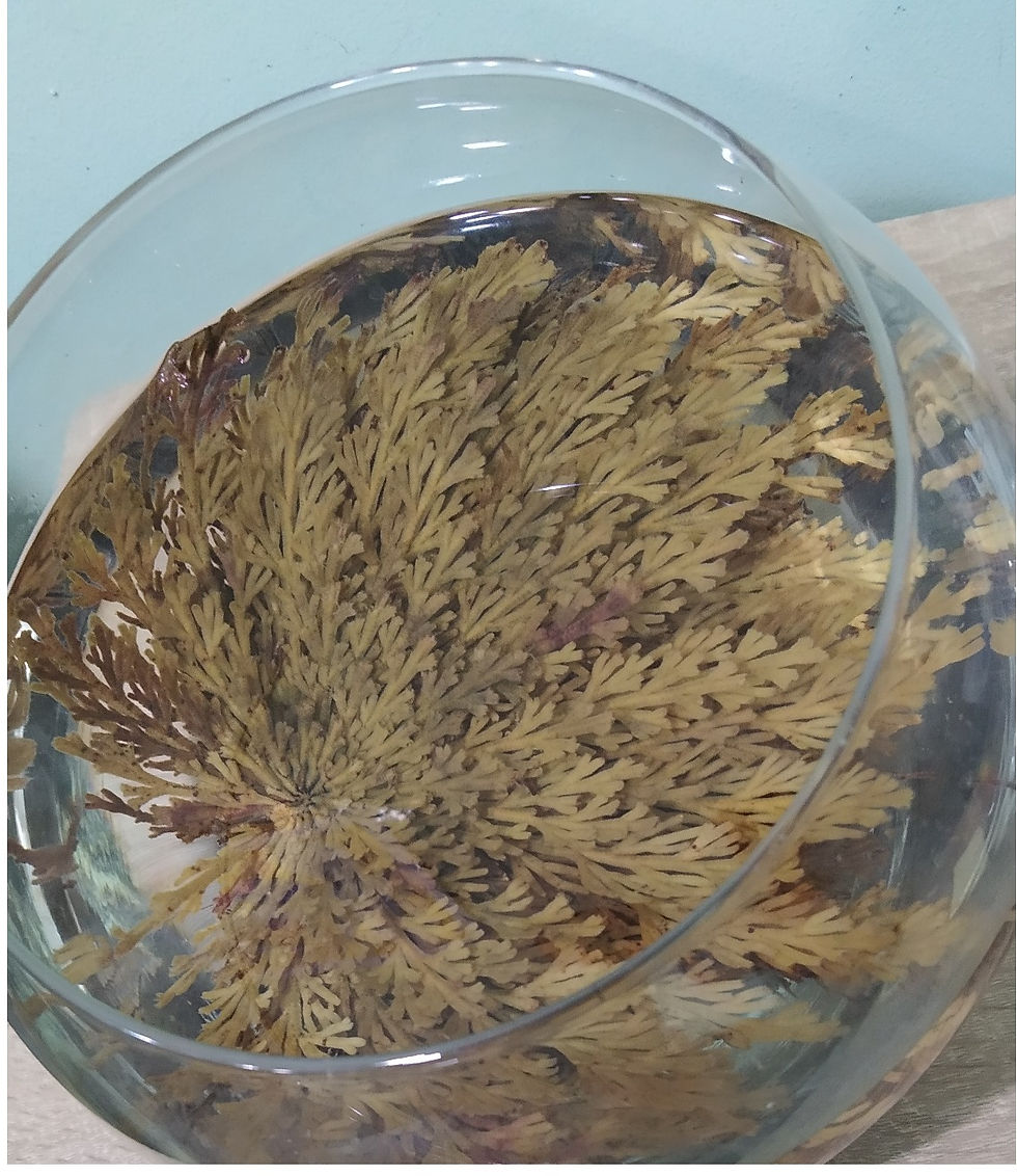 Thumbnail: Rosa de Jericó