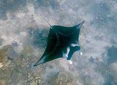 The Manta snorkel is one of our popular excursions