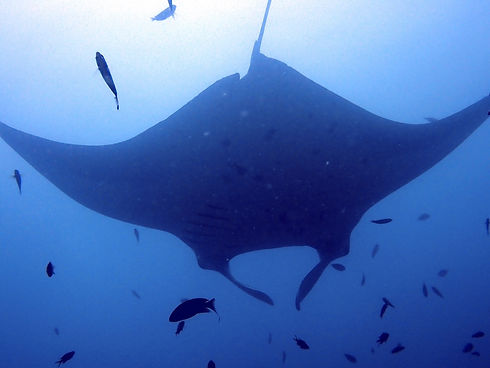 Manta 3.jpg