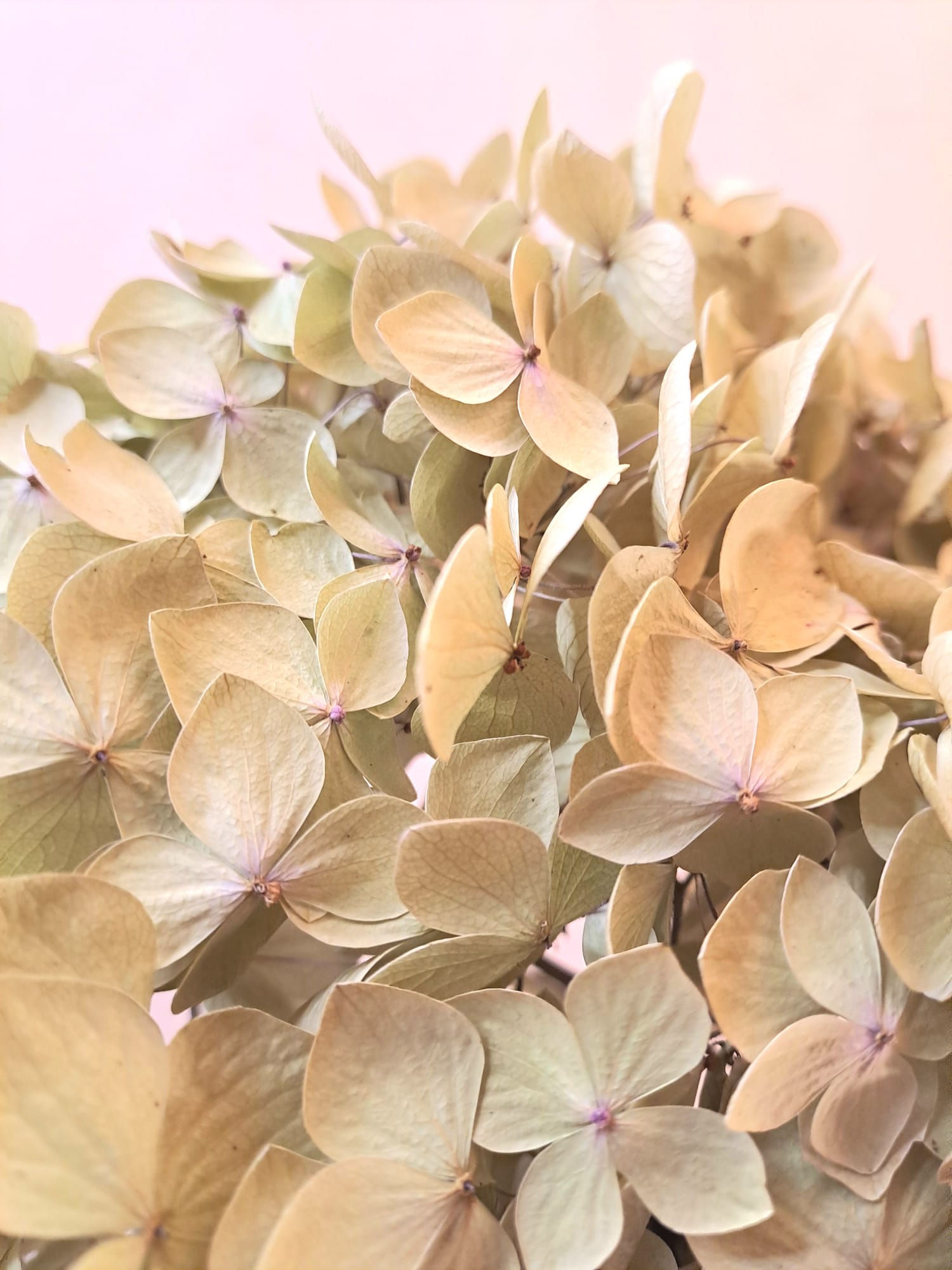 Hortensia à la tige