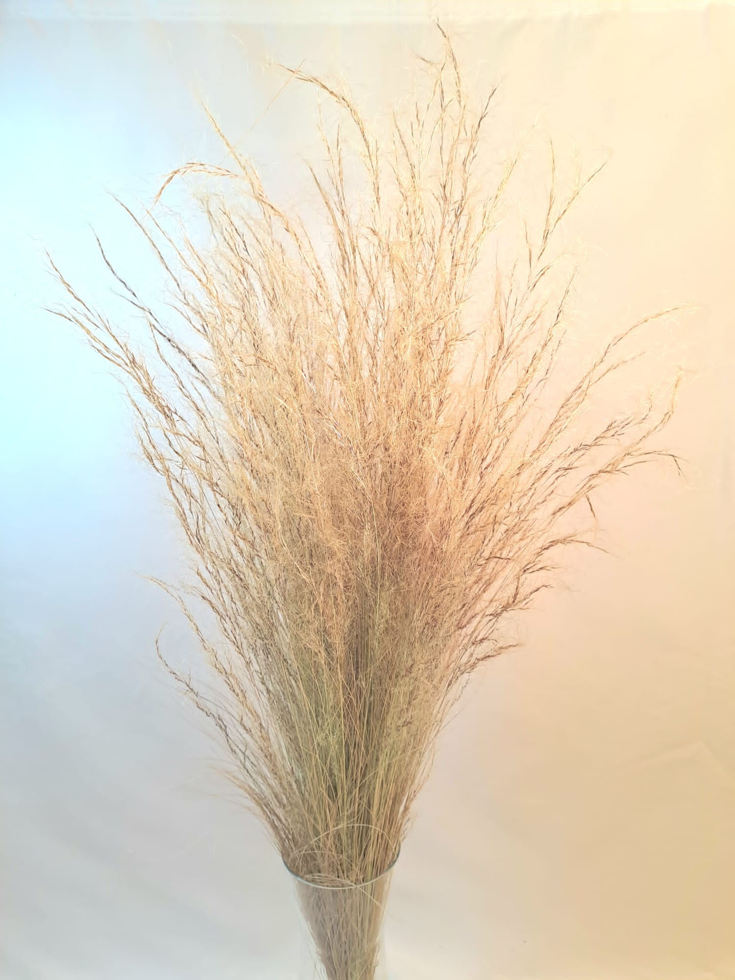 Stipa