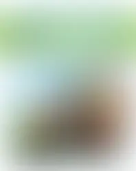 "Et si le rural inspirait l'urbain?" - Note de prospective de la philosophe Gabrielle Halpern mentionnée dans We Demain