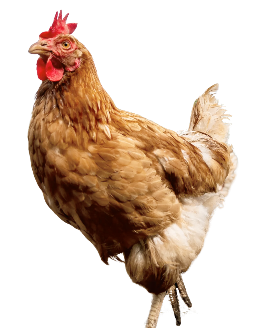 chicken.png