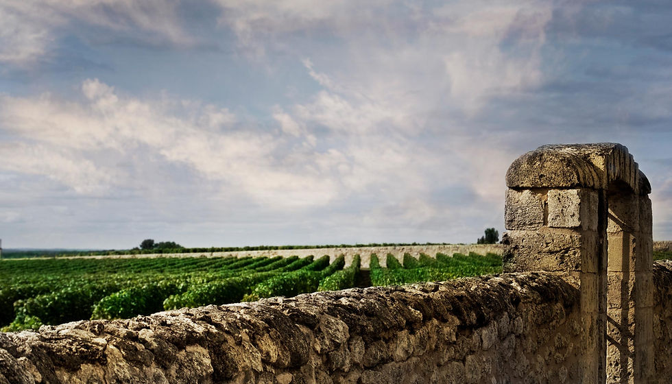 6107924a9d36a949cc9de0b4_5b9c8e8dafb4511860f5e2ee_the-history-of-Burgundy-wine.jpeg