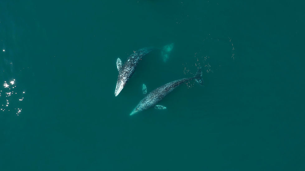 Two gray whales swim together in deep teal water, seen from above.