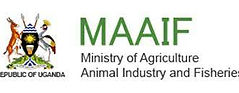 MAAIF