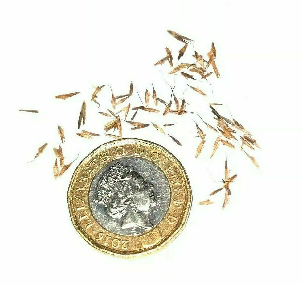 Thumbnail: Lemongrass seeds with a £1 coin as size reference on a white background