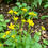 Thumbnail: Birdsfoot trefoil plants in bloom
