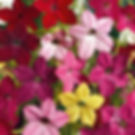 vibrant Red, pink, yellow Nicotiana Alata flowers