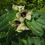 Thumbnail: Black Henbane Plant with flowers