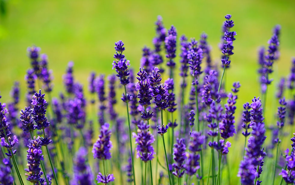 English Lavender Seeds Growing in a field