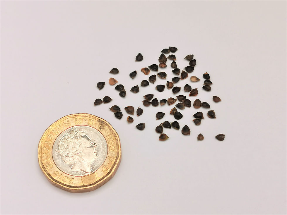 Thumbnail: Meadow Buttercup Seeds with a £1 coin as scale reference on a light background