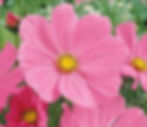 Close up of Cosmos Pinkie Flowers