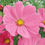 Thumbnail: Close up of Cosmos Pinkie Flowers