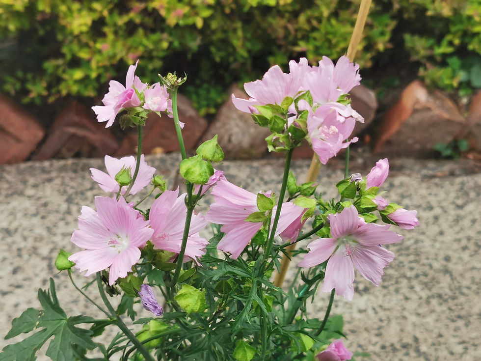 Thumbnail: Musk Mallow Growing in a UK garden, pink flowers
