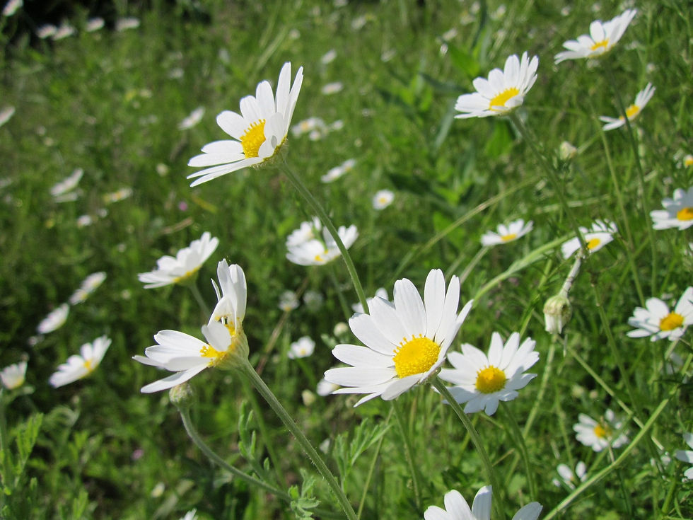White Corn Chamomile Flowers with green foliage