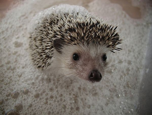 Hedgehog Spa Day