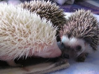 Hedgehog Lodging