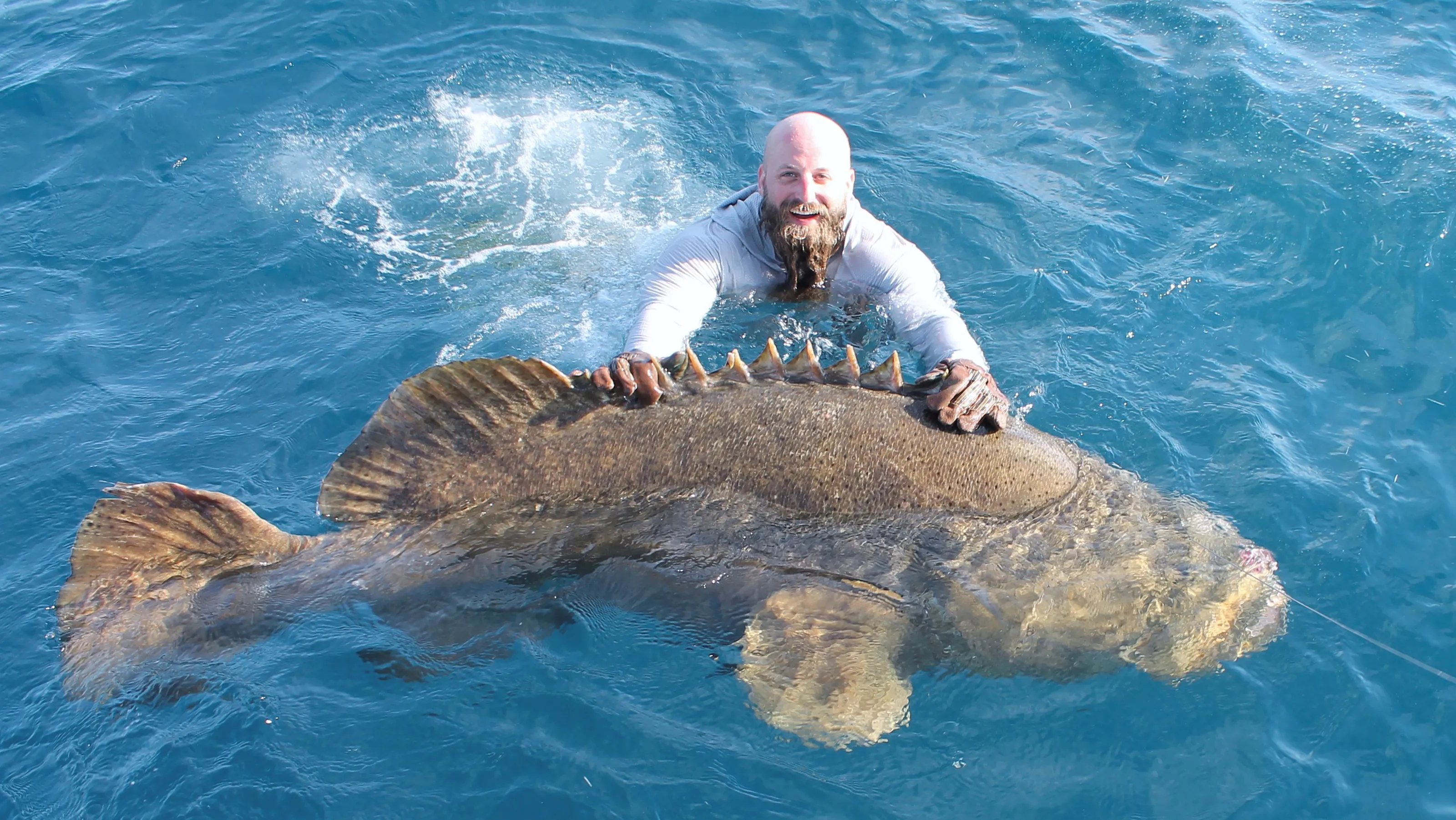 Goliath grouper in florida