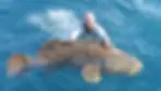 Goliath grouper in florida