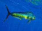 mahi swimming in florida