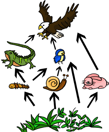 Food Chains and Food Webs