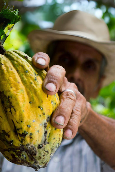 Productor cosechando cacao de manera artesanal