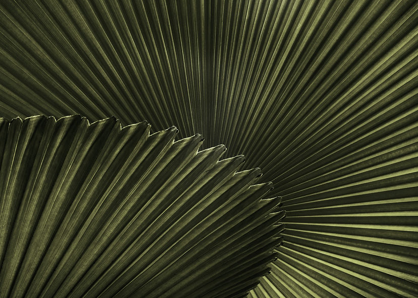Plant_edited.jpg