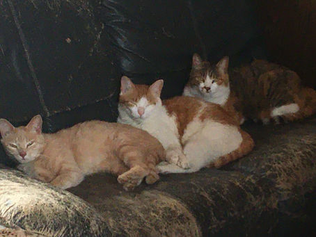 とりあえず始めました。。