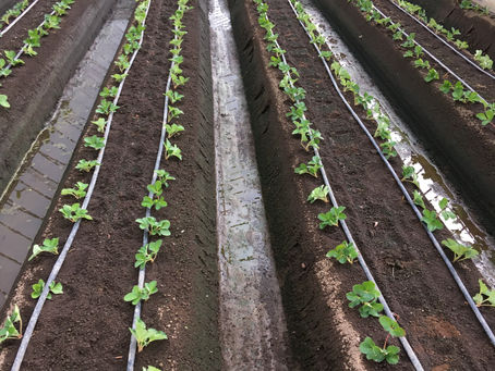 とちおとめの定植