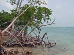 Mangroves_Ambergris_Caye_Belize-e1691432817133