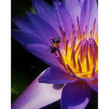 Bee as Bringer of Melissa Enlightenment
