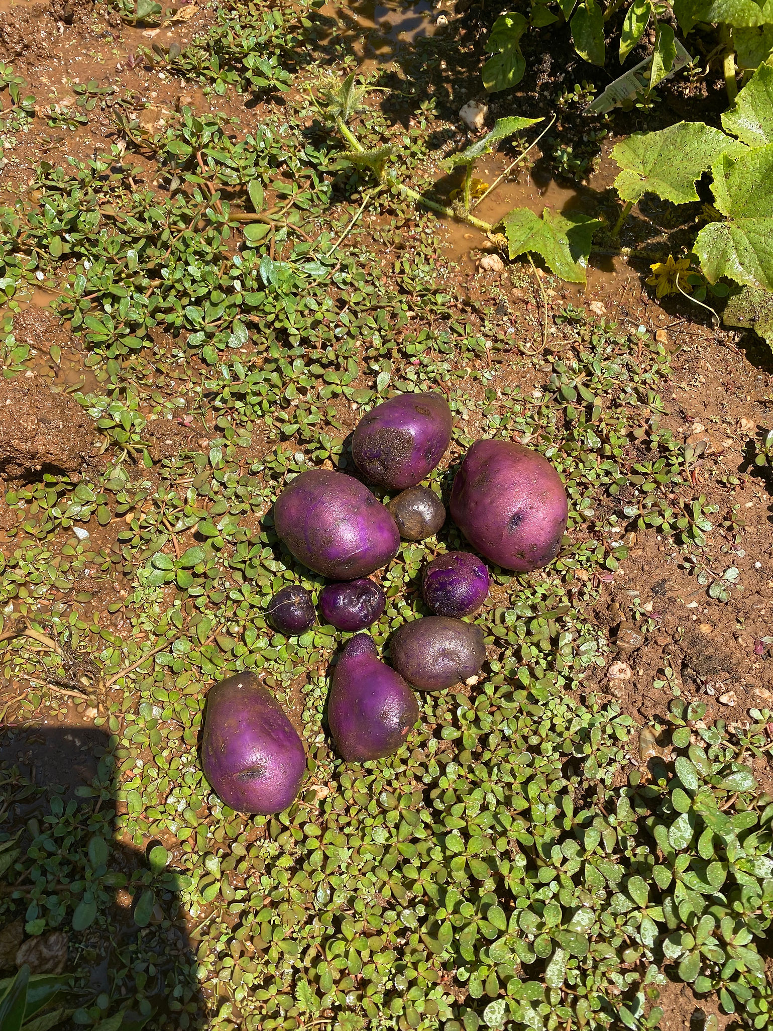 potato.jpg